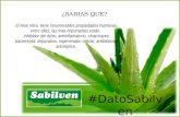 El Aloe Vera, tiene innumerables propiedades Nutritivas, entre ellas las mas importantes: Acciones nutritivas, inhibidor del dolor, antiinflamatorio, cicatrizante,