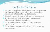 La Jaula Toraxica Es una estructura osteomuscular, compuesta por las costillas, esternón, las escapulas, músculos intercostales, diafragma. El diafragma,