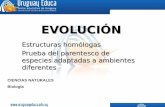 EVOLUCIÓN Estructuras homólogas Prueba del parentesco de especies adaptadas a ambientes diferentes CIENCIAS NATURALES Biología.