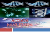 LOS ÁCIDOS NUCLEICOS ESTÁN FORMADOS POR:  La unión de bioelementos tales como: C, H, O, N y P.  Unidades estructurales que son los nucleótidos.