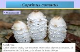 Coprinus comatus Matacandil Sombrero Color blanco-sepia, con escamas imbricadas algo más oscuras. El diámetro es de 3 a 8 cm., y la altura de hasta 20.