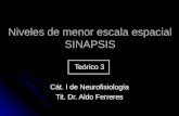 Niveles de menor escala espacial SINAPSIS Teórico 3 Cát. I de Neurofisiología Tit. Dr. Aldo Ferreres.