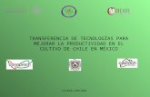 TRANSFERENCIA DE TECNOLOGÍAS PARA MEJORAR LA PRODUCTIVIDAD EN EL CULTIVO DE CHILE EN MÉXICO CIIDIR-IPN-DGO.