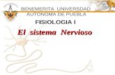 El sistema Nervioso FISIOLOGIA I BENEMERITA UNIVERSDAD AUTONOMA DE PUEBLA.