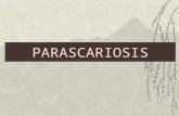 PARASCARIOSIS. Agente Etiológico Parascaris equorum.