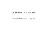Célula y Ciclo celular Marcela Fernández Montes. CÉLULA ¿Qué partes de la célula participan en la síntesis de proteínas?