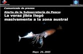 Comunicado de prensa: Alerta de la Subsecretaría de Pesca: La voraz jibia llegó masivamente a la zona austral Mayo 26, 2005.