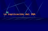 La replicación del DNA. Replicación del DNA Evento esencial en los organismos vivientes donde cada cadena del DNA de doble hélice actúa como molde o plantilla.