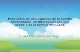 Policultivo de dos especies de la familia ASTERACEAE en interacción con una especie de la familia APIACEAE Laura Daniela Soche Vega.