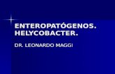 ENTEROPATÓGENOS. HELYCOBACTER. DR. LEONARDO MAGGI.