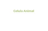 Celula Animal Que es la celula animal Una célula animal es un tipo de célula eucariota de la que se componen muchos tejidos en los animales.