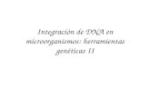 Integración de DNA en microorganismos: herramientas genéticas II.