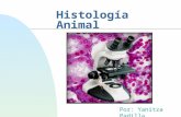 Histología Animal Por: Yanitza Padilla. Tejido Definición Consiste de células asociadas y similares adaptadas para llevar a cabo una función específica.