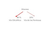 Glucosa 80 %20% Vía GlicolíticaVía de las Pentosas.