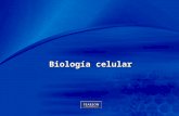 Chapter 1 1 Biología celular. Estructura y función de la célula.