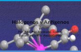 Halógenos y Anfígenos Por: Ma. Paz Alvarado, Juan S. Barahona y Ma. Paula Cortez.