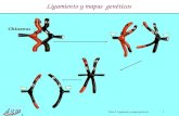 1 Dr. Antonio Barbadilla Tema 5: Ligamiento y mapas genéticos1 Ligamiento y mapas genéticos.
