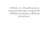TEMA 12.- Planificación y organización de la cognición: Lóbulos frontales y déficits ejecutivos.