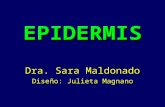 EPIDERMIS Dra. Sara Maldonado Diseño: Julieta Magnano.