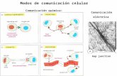 Comunicación química: Comunicación eléctrica Modos de comunicación celular Gap junction.