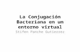 La Conjugación Bacteriana en un entorno virtual Stifen Panche Gutierrez.