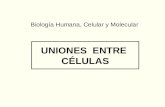 UNIONES ENTRE CÉLULAS Biología Humana, Celular y Molecular.
