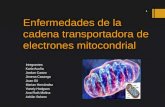 Enfermedades de la cadena transportadora de electrones mitocondrial Integrantes: Karla Acuña Jordan Castro Jimena Cazanga Juan Gil Marian Hernández Yonely.