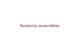 Bacterias anaerobias. Metabolismo fermentativo. Oxígeno: tóxico en grado variable. Bacterias anaerobias.