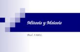 Mitosis y Meiosis Biol 3300L. Ciclo Celular Conjunto de actividades de crecimiento y división celular Consta de dos fases principales: interfase y mitosis.