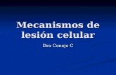 Mecanismos de lesión celular Dra Conejo C. Homeostasis Estrecho equilibrio mantenido por la célula normal de su entorno inmediato y su medio intracelular.