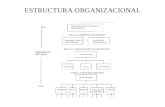 ESTRUCTURA ORGANIZACIONAL. ESTRUCTURA ORGANIZACIONAL DEPARTAMENTALIZACIÓN FUNCIONAL Departamentalización: Agrupamiento de los trabajos de acuerdo a un.