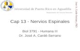 Cap 13 - Nervios Espinales Biol 3791 - Humana III Dr. José A. Cardé-Serrano Universidad de Puerto Rico en Aguadilla Departamento de Ciencias Naturales.