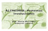 ALZHEIMER: Proteínas involucradas Dra. María Mercedes Soberón Lozano.