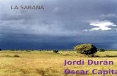 Jordi Durán Óscar Capitán. La sabana es una llanura herbácea ubicada en climas tropicales y subtropicales Normalmente, las sabanas son zonas de transición.