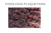 FISIOLOGIA PLAQUETARIA Ana Hernando. Megacariopoyesis A partir de células madre pluripotentes, se producen las células progenitoras comprometida con.