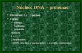1.. Núcleo: DNA + proteínas Diámetro: 5 a 10 μicras. Forma –Esférica –Fusiforme –Lobulado Número 1 +++ 2 hepatocitos > MES, sincitios y policariones: