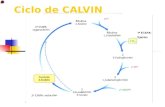 Ciclo de CALVIN. RESEÑA HISTORICA El ciclo de Calvin (también conocido como ciclo de Calvin-Benson o fase de fijación del CO2 de la fotosíntesis) consiste.