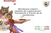 Membrana celular: modelo de organización. Transporte a través de la membrana Biología.