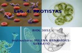 Lab. 4: PROTISTAS BIOL 3052 Instructora: MILENA BENAVIDES-SERRATO.