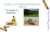TEMA 13 DE CONOCIMIENTO DEL MEDIO El trabajo en Andalucía.