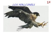 LOS HALCONES. Halcón o Falco es un género de aves falconiformes de la familia Falconidae, cuyas especies son comúnmente conocidas como halcones, cernícalos.