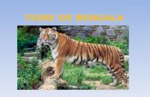 TIGRE DE BENGALA. FICHA ZOOLÓGICA Nombre Científico: Panthera tigris – tigris. Clase: Mamífero. Orden: Carnívoro. Familia: Felinos. Peso: Hasta 220 Kg.