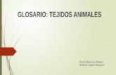 GLOSARIO: TEJIDOS ANIMALES María Beamuz Molero Beatriz López Vázquez.