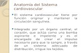 Anatomía del Sistema cardiovascular El sistema cardiovascular tiene por función originar y mantener la circulación sanguínea. Integrado por un órgano central,