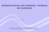 Sistema inmune del camarón. Tecnicas de evalución FUNDACION CENAIM-ESPOL.