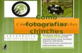 Búsqueda eficaz, fotografía y medición de chinches. Llamamiento para localizar especies alóctonas: Thaumastocoris peregrinus Halyomorpha halys Búsqueda.