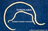 TOXOCARA ANDRES FELIPE CASTAÑEDA. TOXOCARIASIS Llamada también síndrome de larva migrans visceral o granulomatosis parasitaria. Llamada también síndrome.