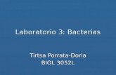 Laboratorio 3: Bacterias Tirtsa Porrata-Doria BIOL 3052L.