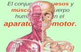 El conjunto de huesos y músculos del cuerpo humano forman el aparato locomotor.