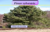 PINO SILVESTRE Pinus sylvestris. Origen: Europa y Asia, extendido en ambas regiones.